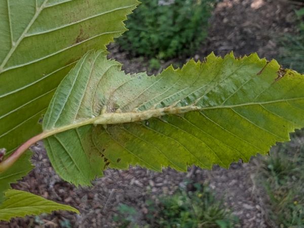 Gall midge Zygiobia carpini