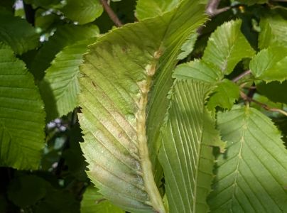 Plodomorka Zygiobia carpini