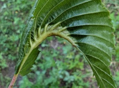 Plodomorka Zygiobia carpini