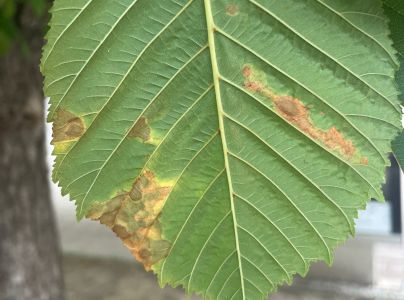 Antrakn&oacute;za paga&scaron;tanov&aacute;