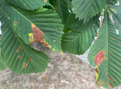 Antrakn&oacute;za paga&scaron;tanov&aacute;