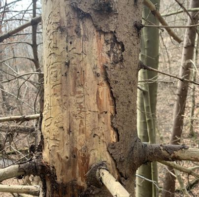 A - nejednoznačne určen&yacute;, nie sme si ist&iacute;