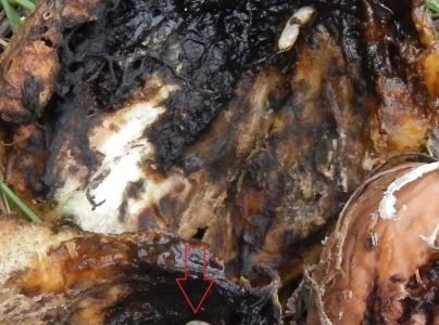 Vrtivka orechov&aacute; 