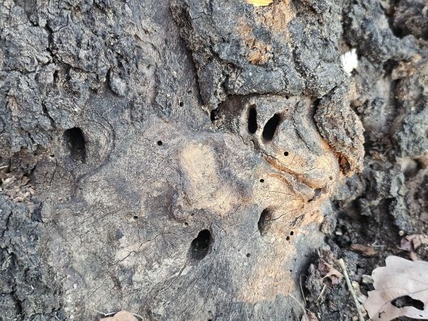 Great capricorn beetle