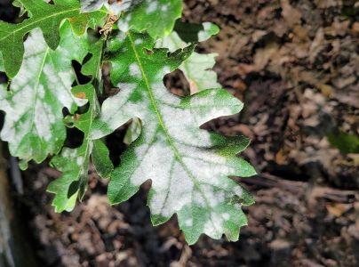 Drobnom&uacute;čka dubov&aacute;