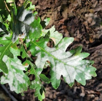 Microsphaera alphitoides