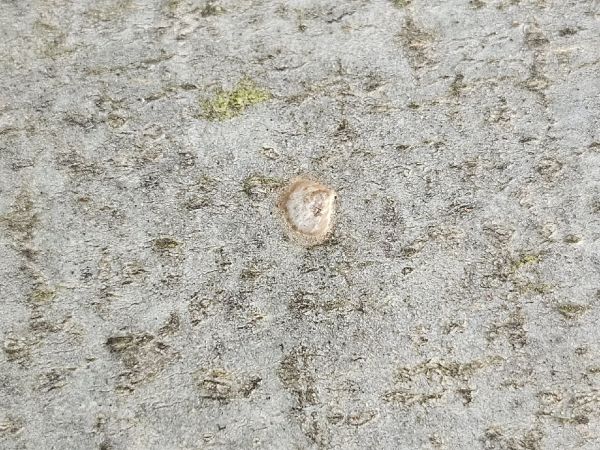 Beech splendour beetle