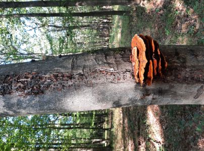 Ry&scaron;avec k&ocirc;rovit&yacute;