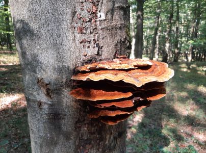 Ry&scaron;avec k&ocirc;rovit&yacute;