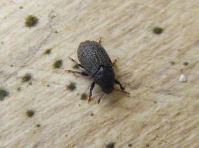 Lykokaz zrnit&yacute;