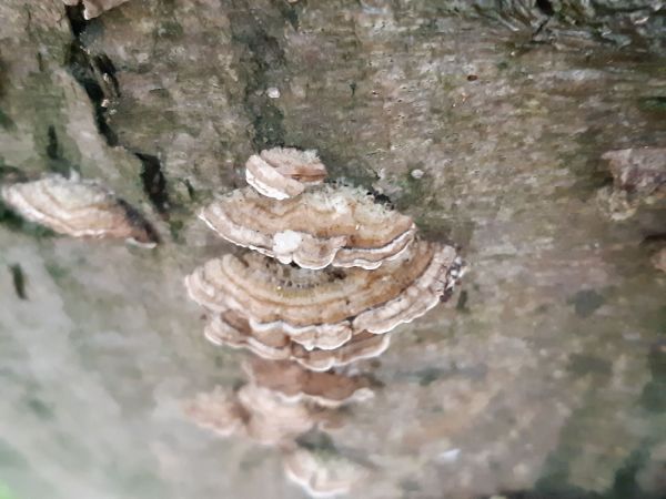 Turkey tail