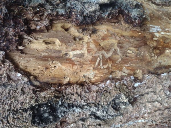 Ribbed pine borer