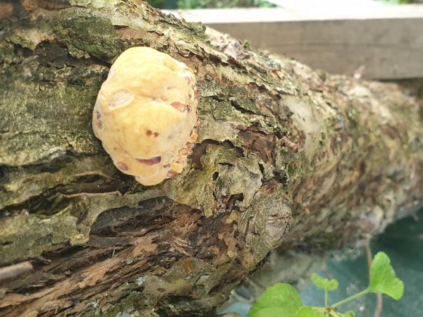 Fungus Inonotus hispidus 