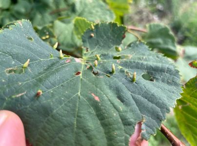 Roztoč Vlnovn&iacute;k lipov&yacute;