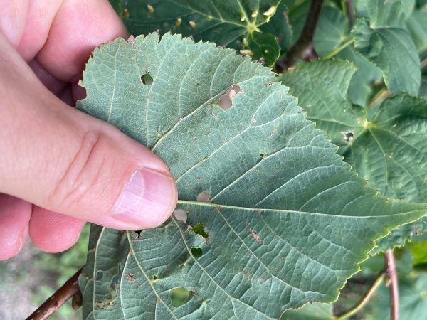 Gall mite Eriophyes tiliae