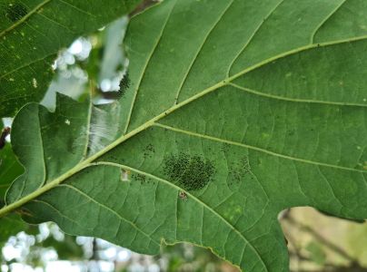 Sietnička dubov&aacute;