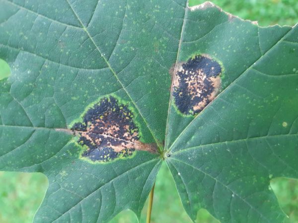 European Tar Spot