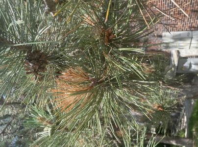 Pyknidovka beľov&aacute;