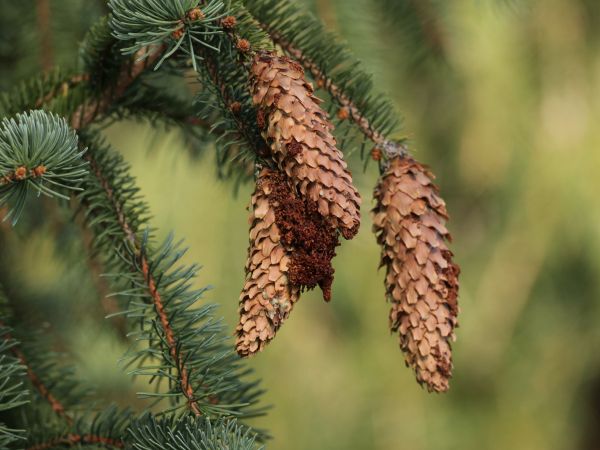 Spruce coneworm
