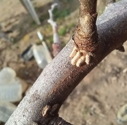 A - nejednoznačne určen&yacute;, nie sme si ist&iacute;