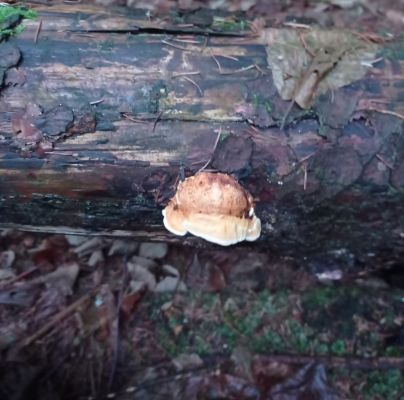 A - nie je v datab&aacute;ze