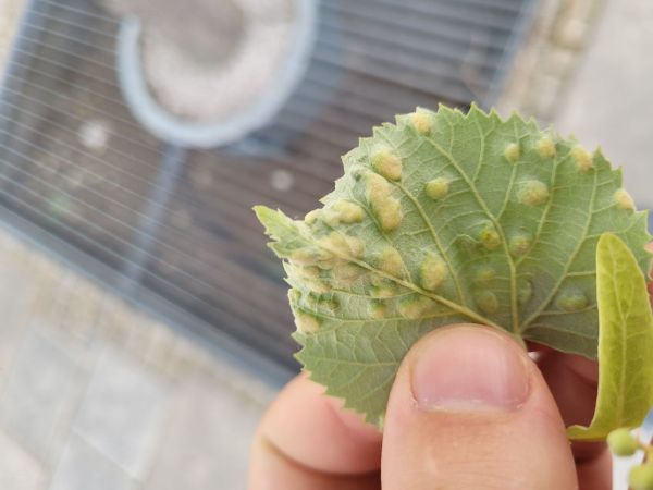 Gall mite Phytoptus tetratrichus