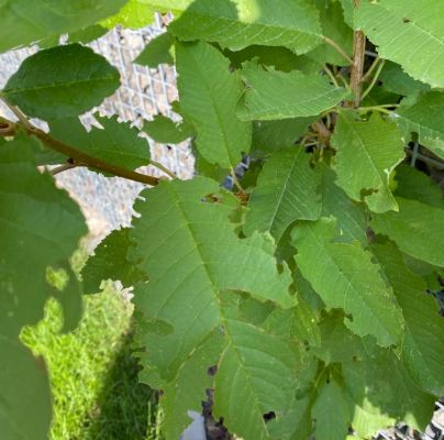 A - nejednoznačne určen&yacute;, nie sme si ist&iacute;