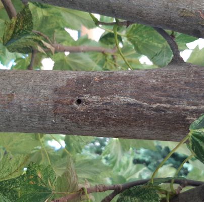 A - nejednoznačne určen&yacute;, nie sme si ist&iacute;