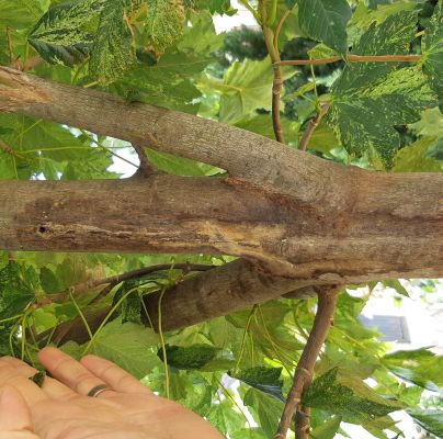 A - nejednoznačne určen&yacute;, nie sme si ist&iacute;