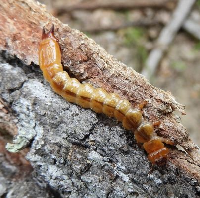 A - nie je v datab&aacute;ze