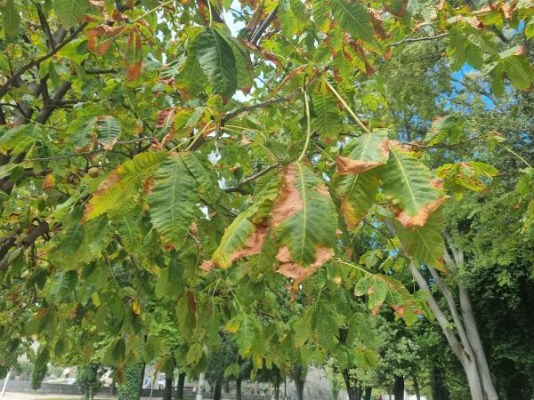 Horse-chestnut leaf blight