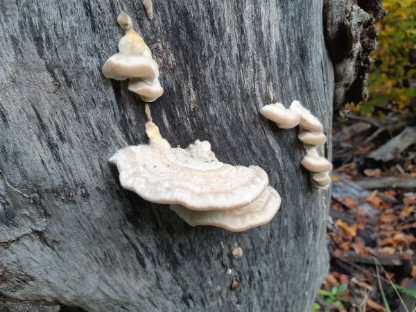 Trametes wood decay