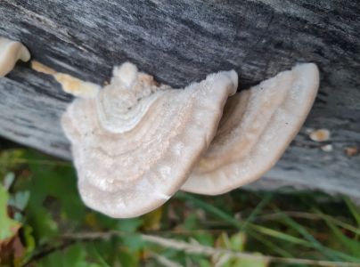 Tr&uacute;dnikovec chlpat&yacute;