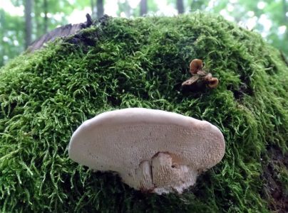 Sieťkovec dubov&yacute;