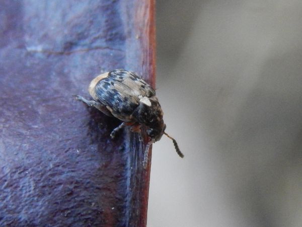 Asian seed beetle