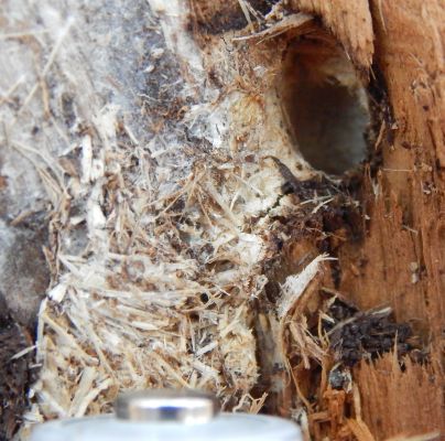 A - nejednoznačne určen&yacute;, nie sme si ist&iacute;