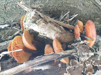 Plamienka zimn&aacute;