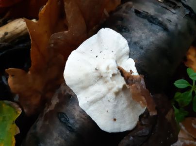 Tr&uacute;dnikovec pestr&yacute;