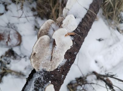 Pevn&iacute;k chlpat&yacute;