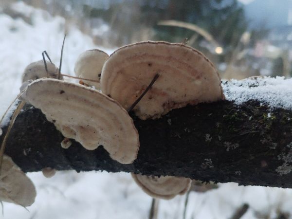 False Turkey tail