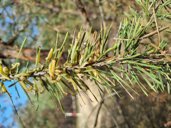Pine sawfly