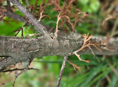 Krasoň borievkov&yacute;