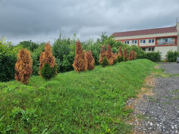 Cypress jewel beetle