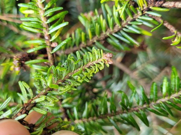 Silver fir woolly aphid 