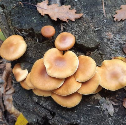 A - nie je v datab&aacute;ze