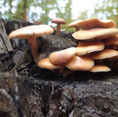 A - nie je v datab&aacute;ze