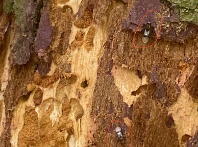 Lykokaz borinov&yacute;