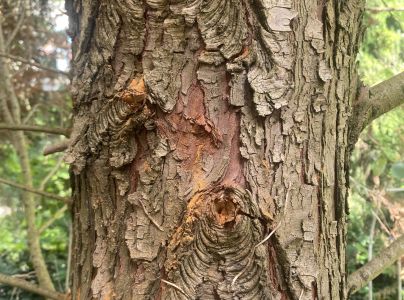 Lykokaz borinov&yacute;