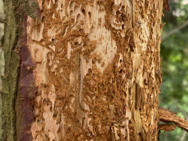 Lesser pine shoot beetle