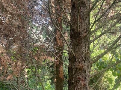 Lykokaz borinov&yacute;